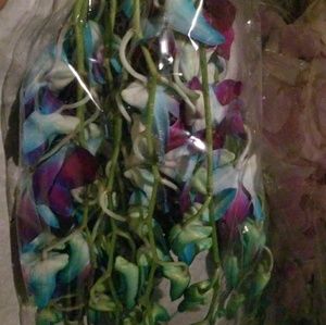 Meet your Posher, Alison